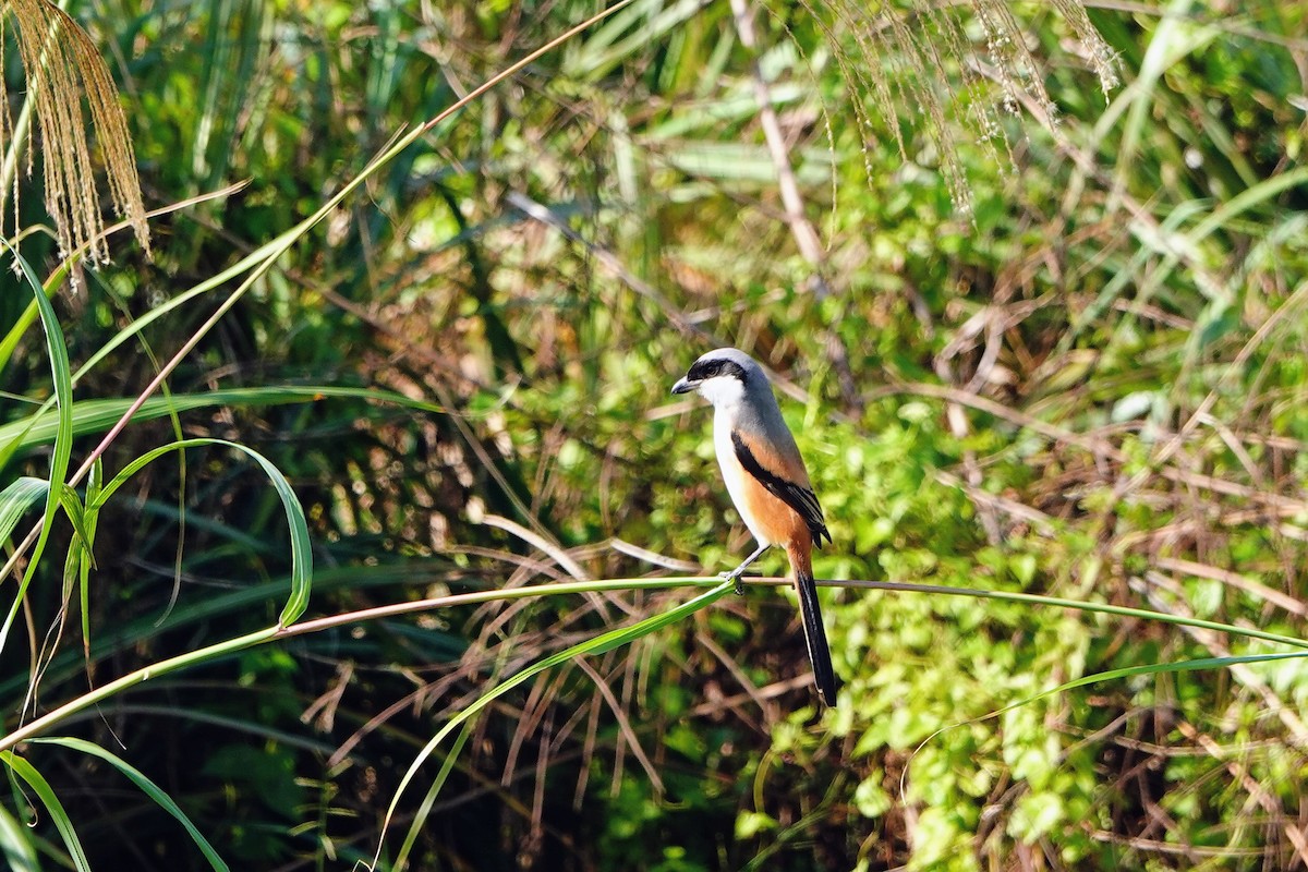 Uzun Kuyruklu Örümcekkuşu - ML646779628