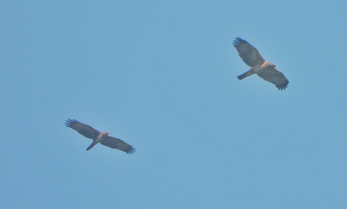 Согсоот гоорбис - ML646779630