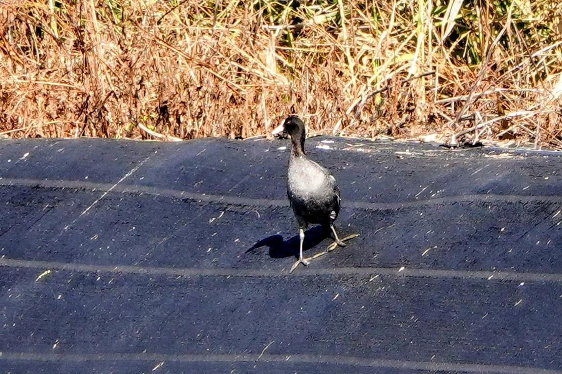 Sakarmeke - ML646779631