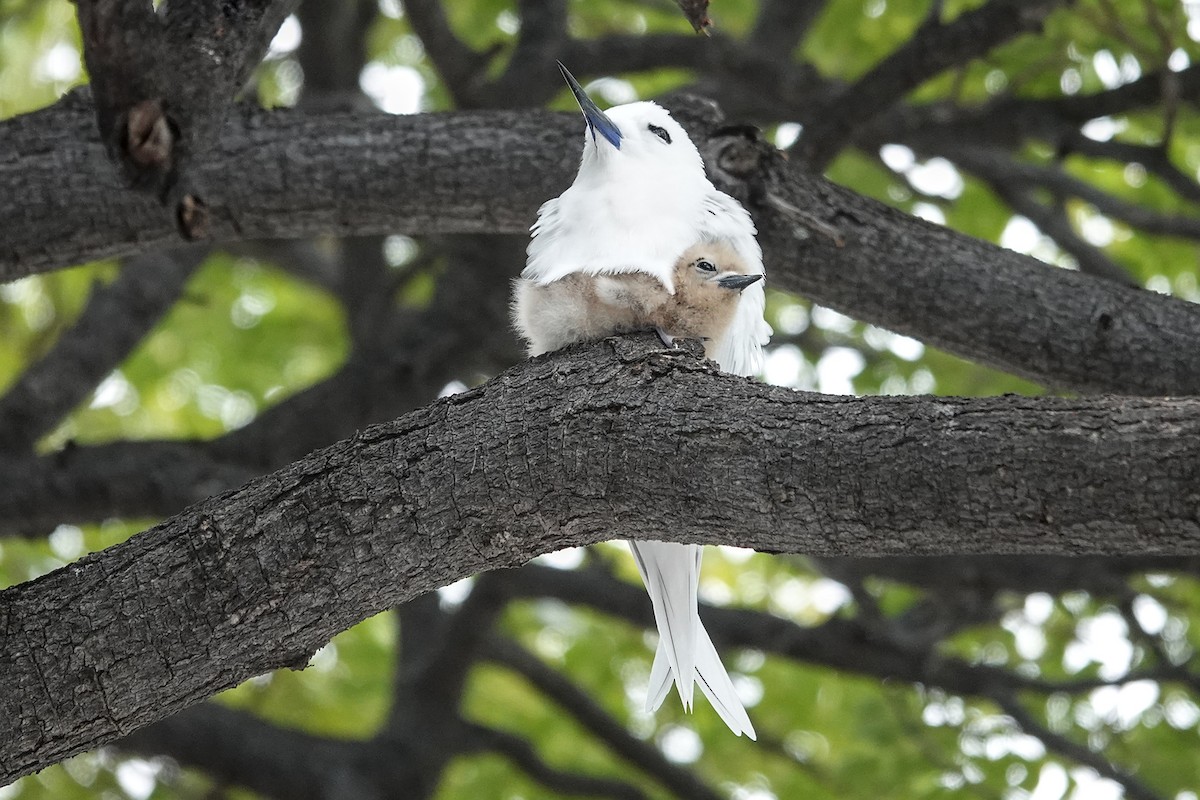 Blue-billed White-Tern - ML646779633