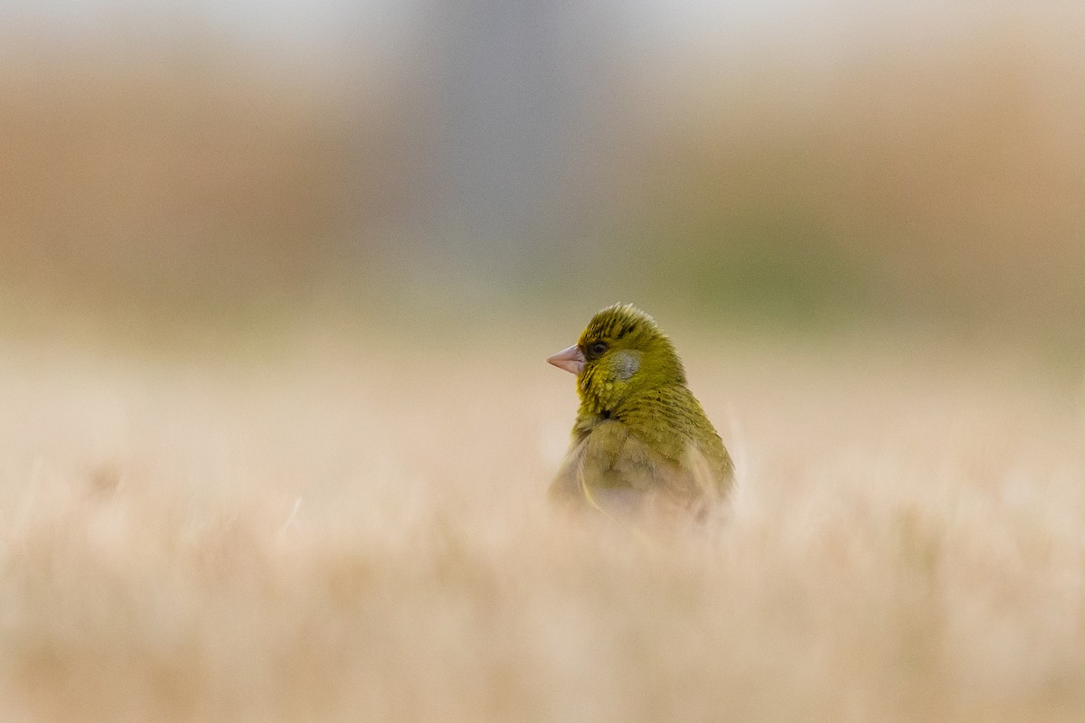 Florya - ML646779634