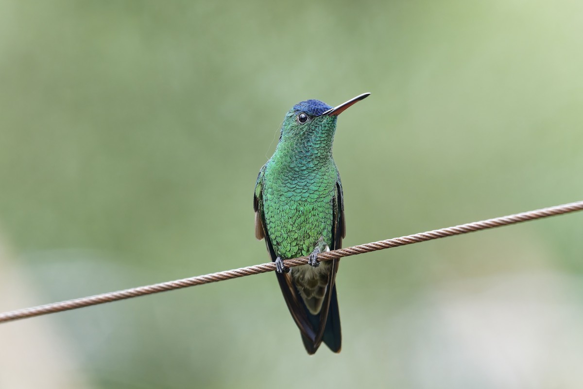 Amazilia Capiazul - ML646779635