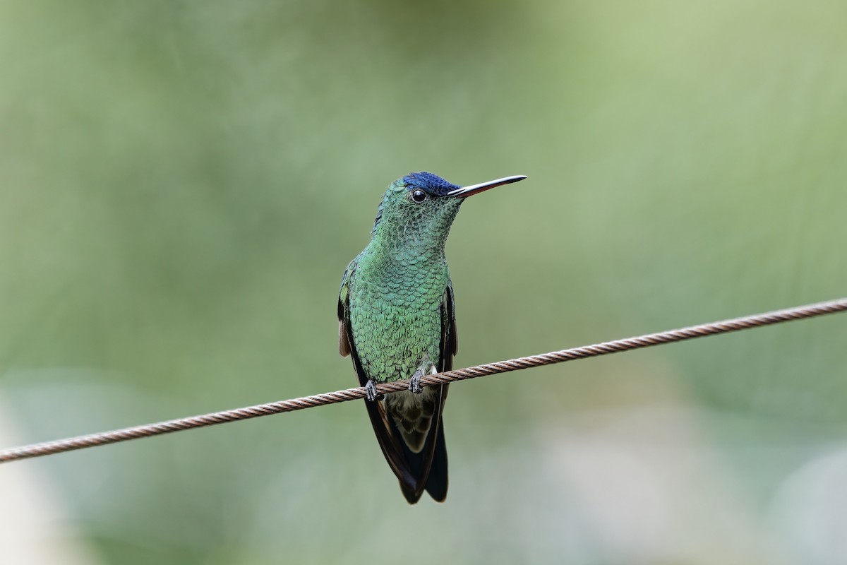 Amazilia Capiazul - ML646779636