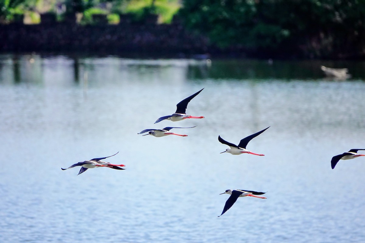 Uzunbacak - ML646779637