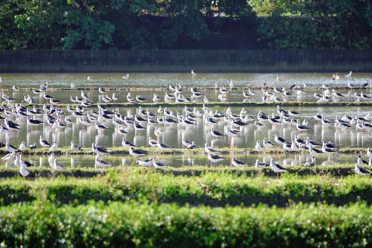 Uzunbacak - ML646779638