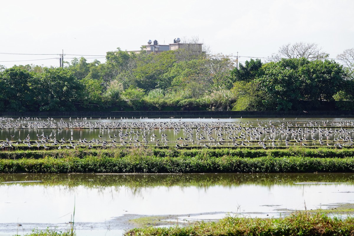 Uzunbacak - ML646779639