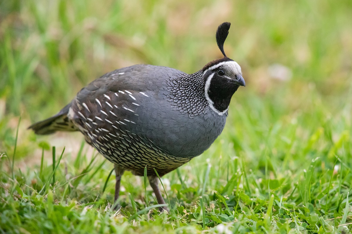 Kaliforniya Kolini - ML646779640