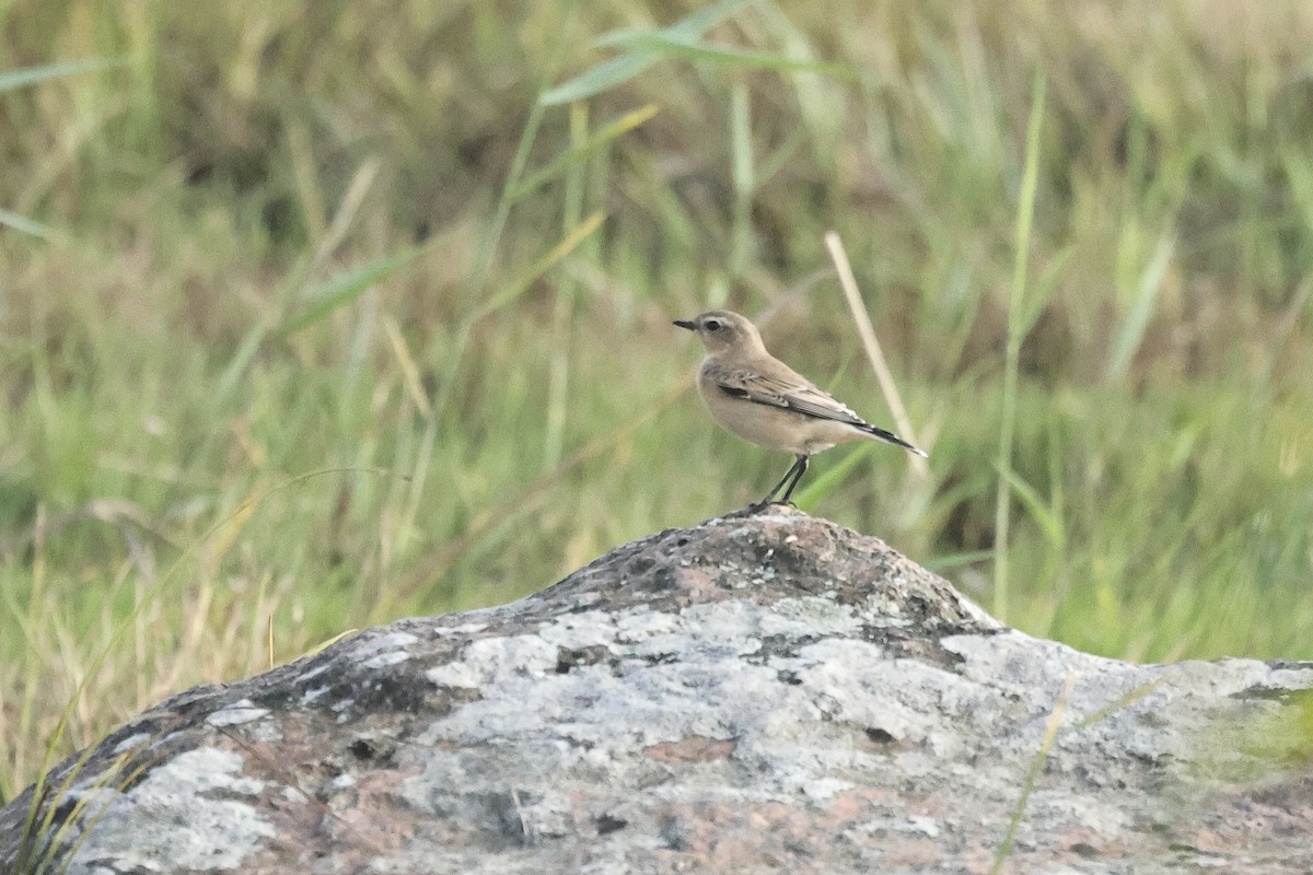 Buztanzuri arrunta - ML646779641