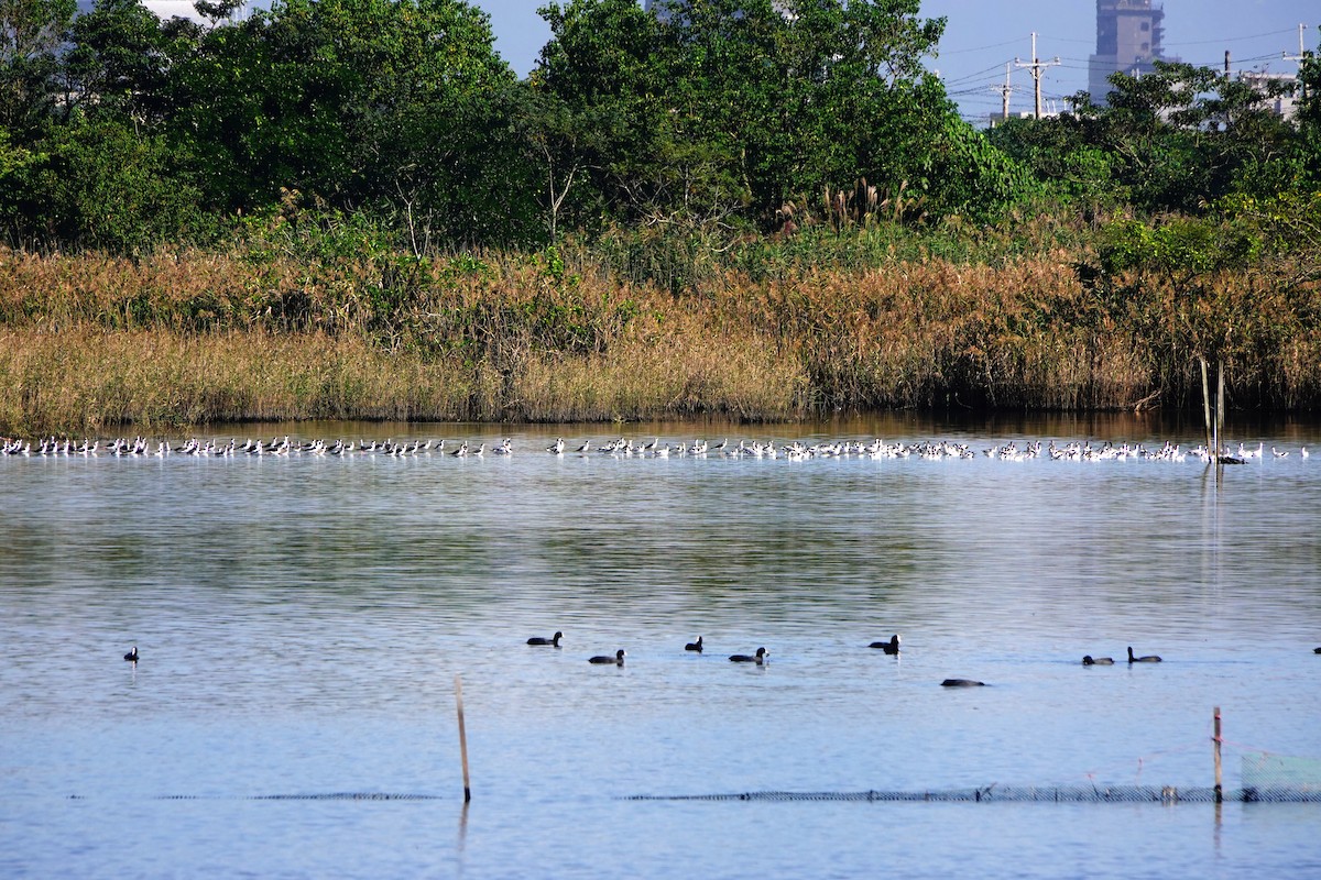 Kılıçgaga - ML646779642