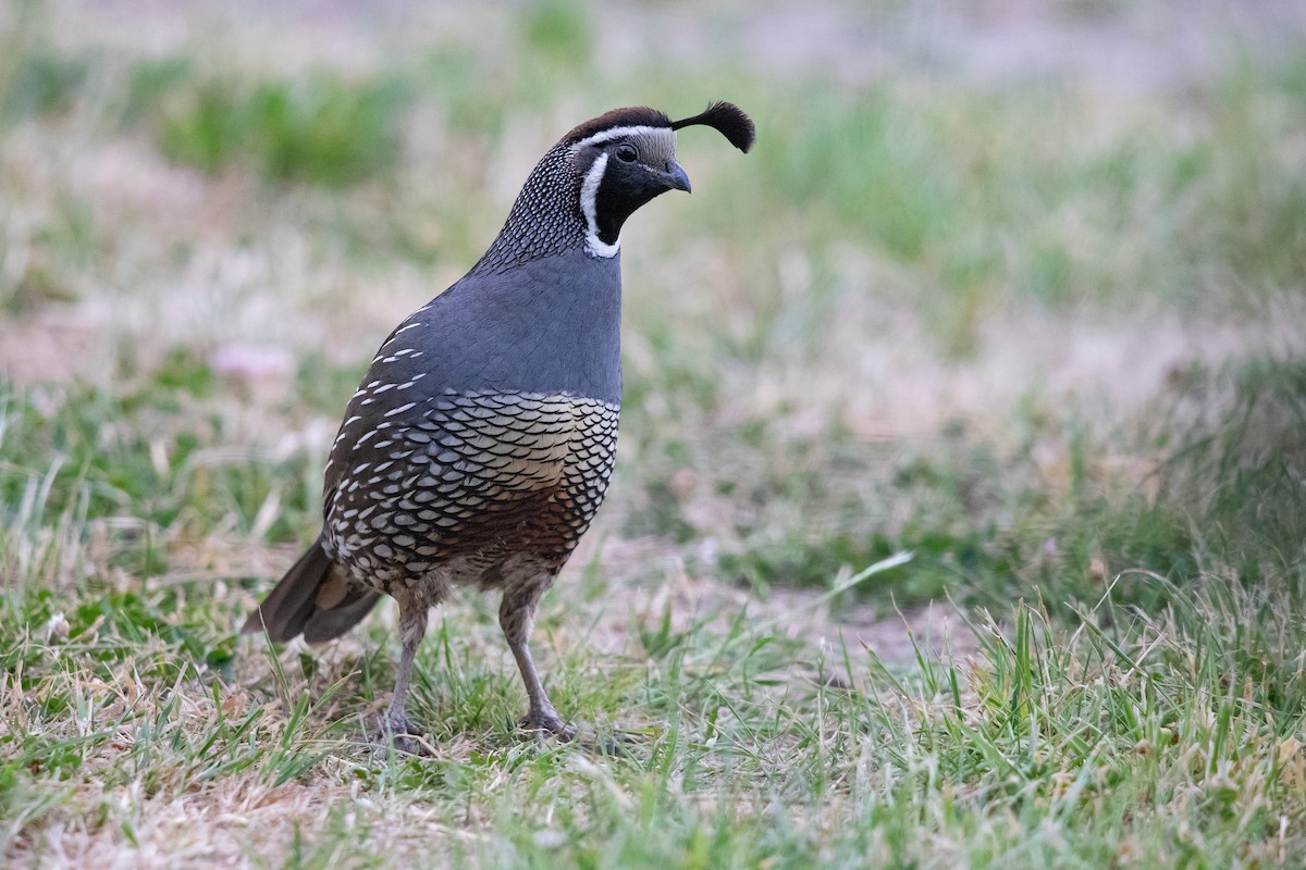 Kaliforniya Kolini - ML646779643