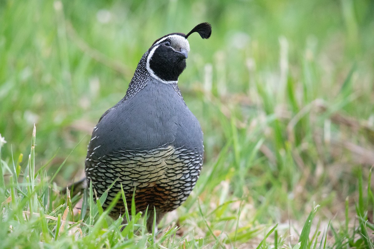 Kaliforniya Kolini - ML646779644