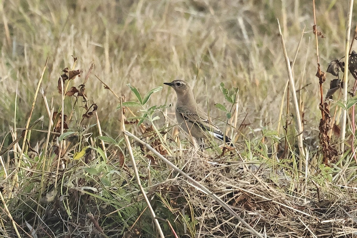 Buztanzuri arrunta - ML646779645