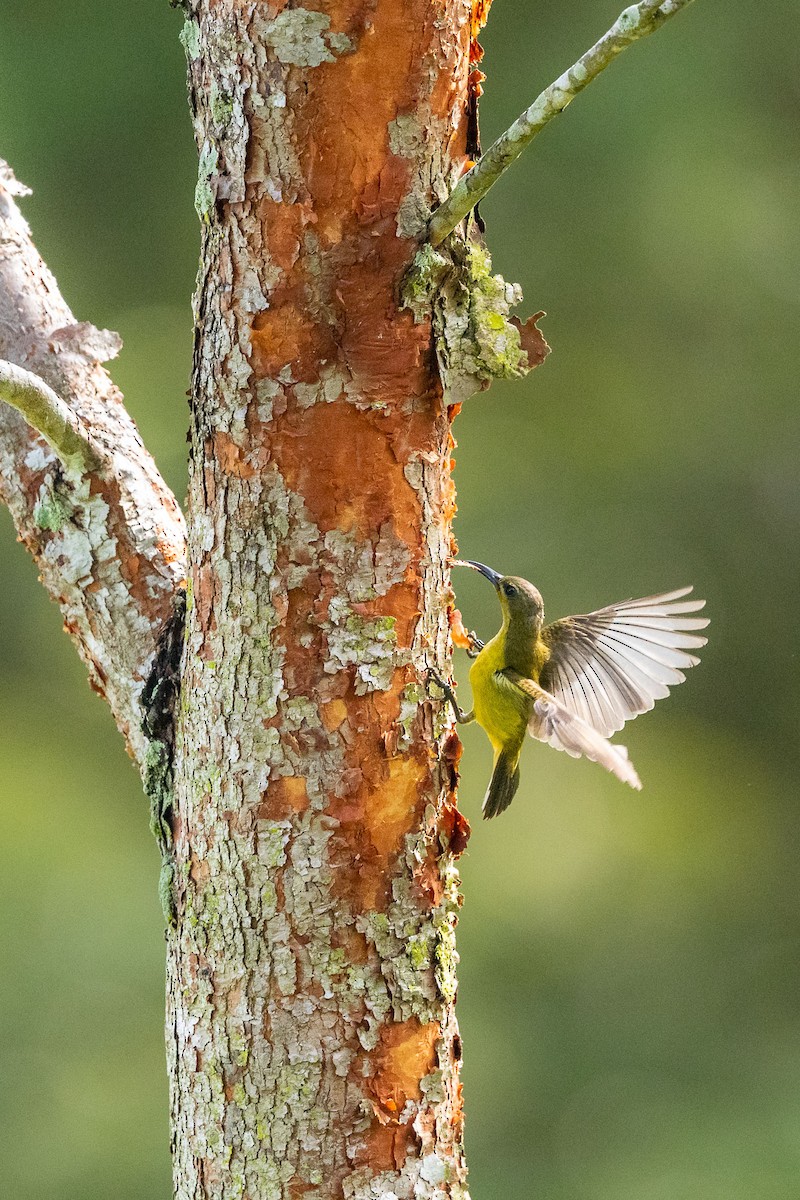 parksolfugl - ML646779646