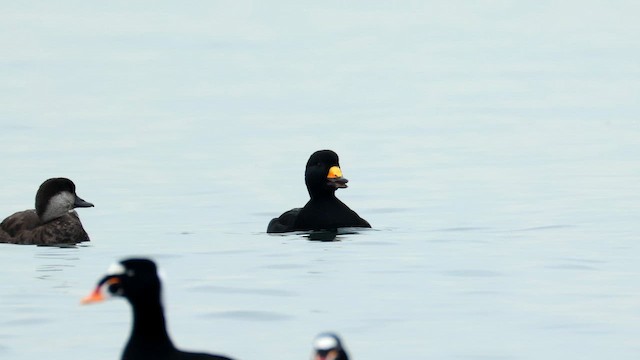 Американская синьга - ML646779650