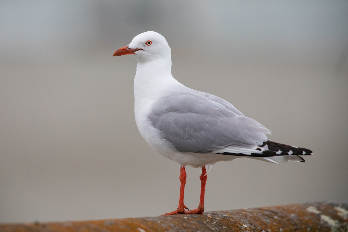 Avustralya Martısı - ML646779651