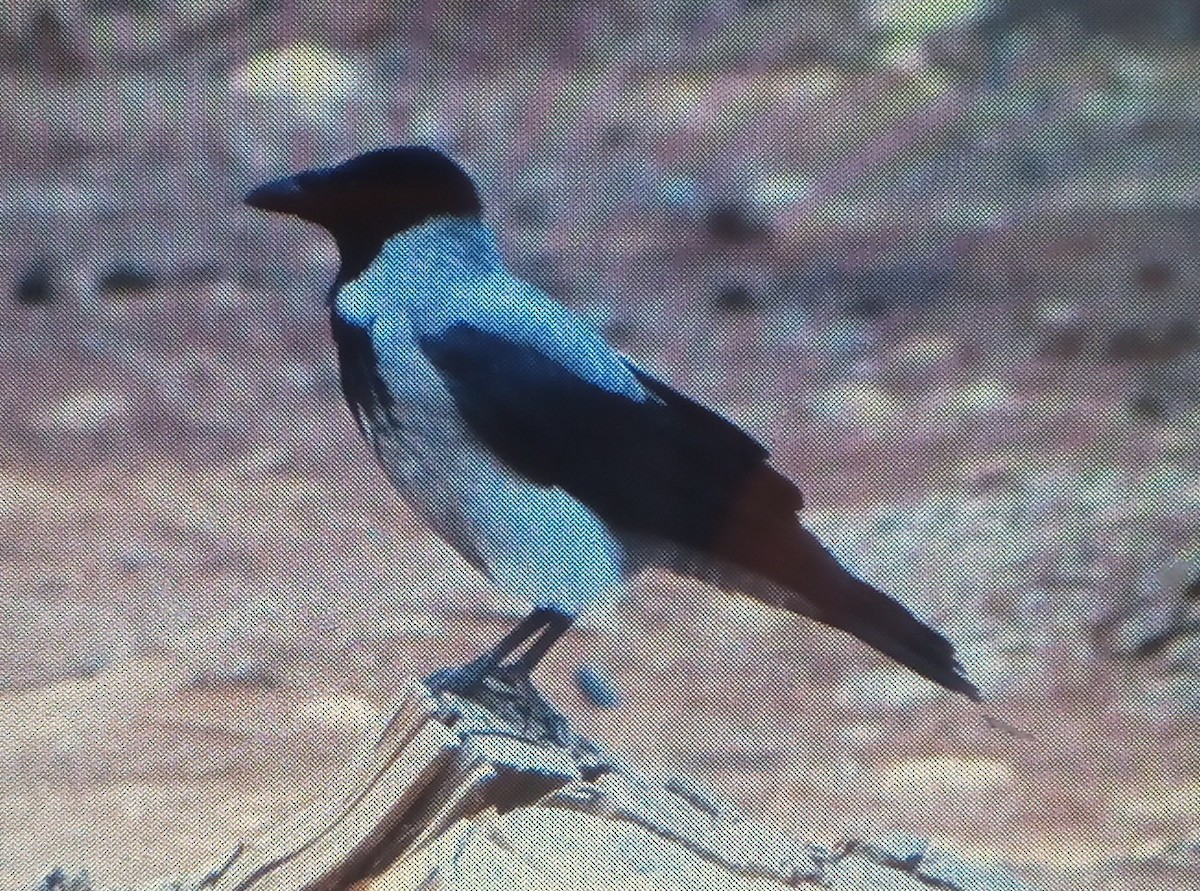 Corneille mantelée - ML646779652