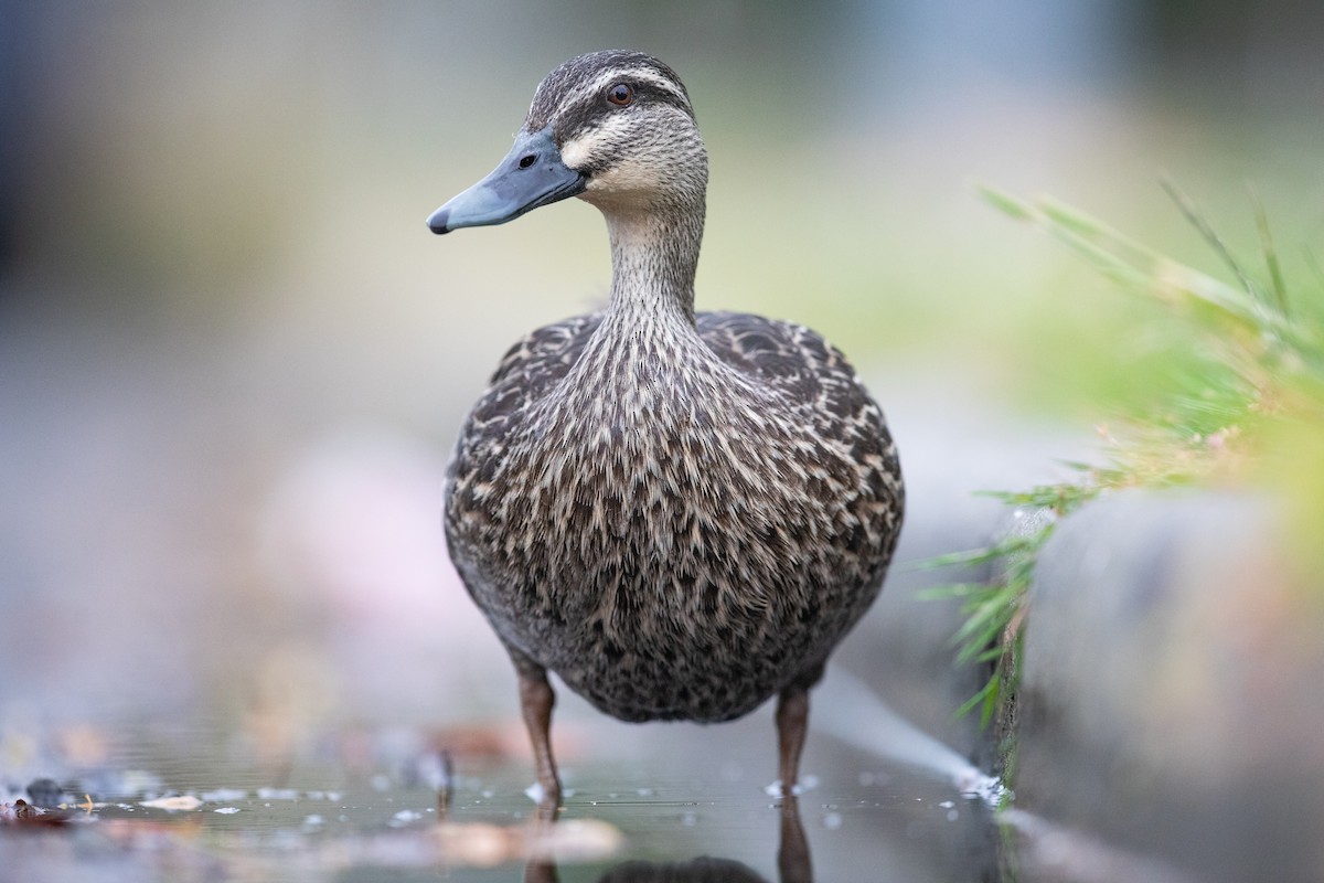 Pasifik Kara Ördeği x Yeşilbaş - ML646779653