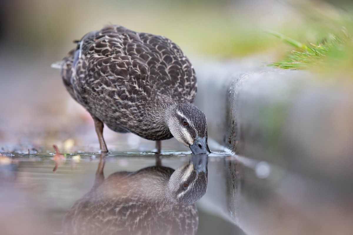 Pasifik Kara Ördeği x Yeşilbaş - ML646779654
