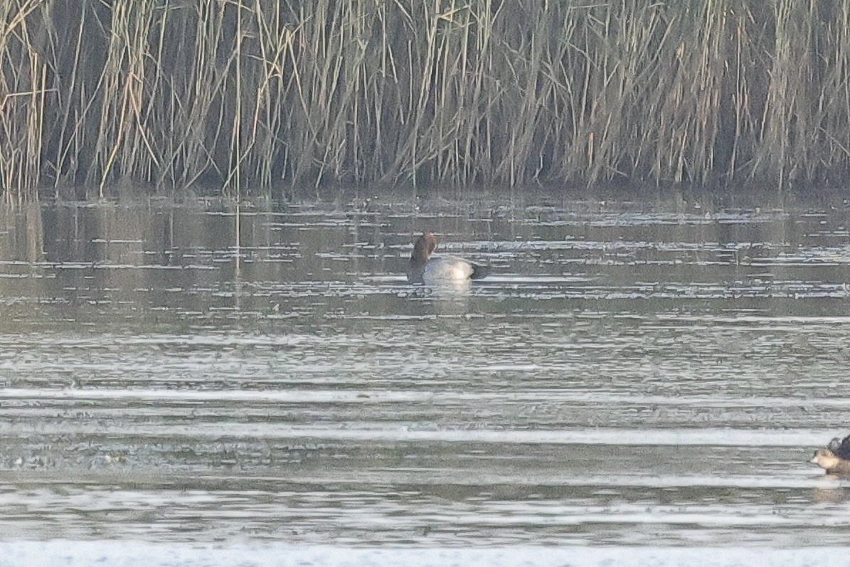 Murgilari arrunta - ML646779655