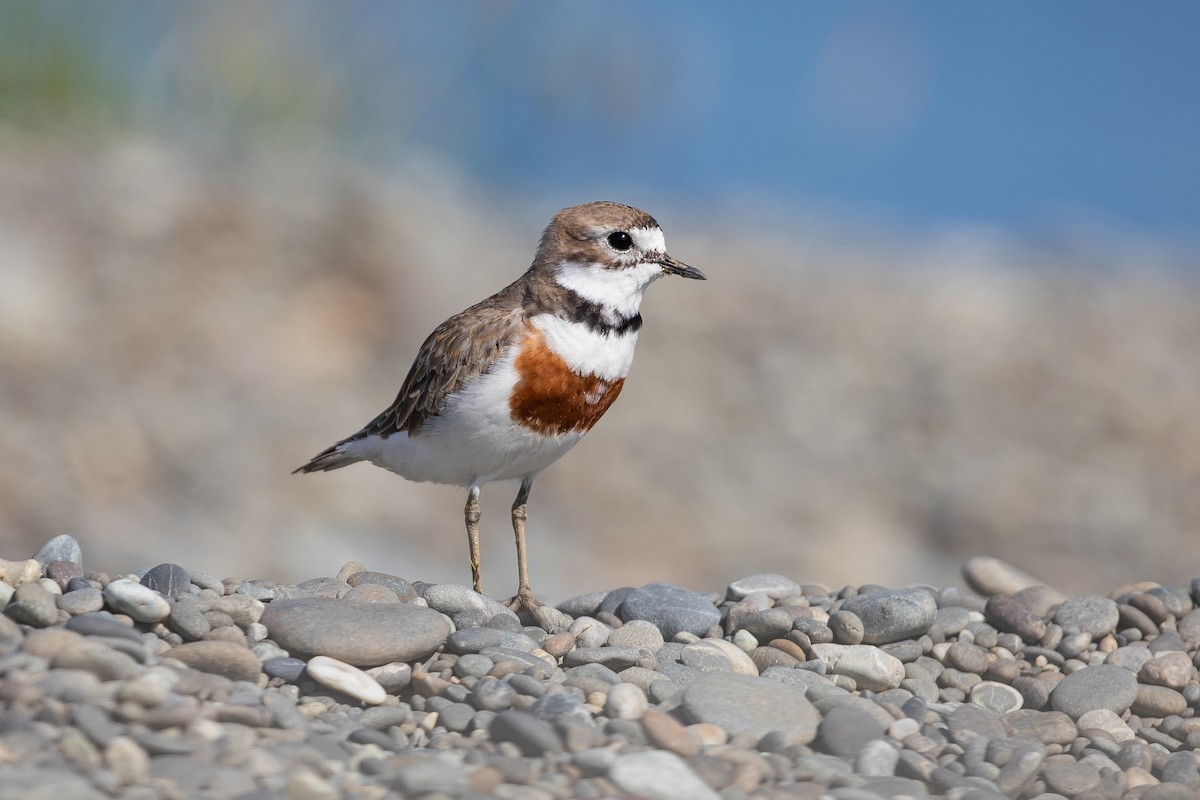 Çift Kuşaklı Cılıbıt - ML646779664