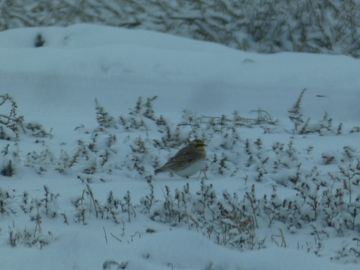 skřivan ouškatý - ML646779668