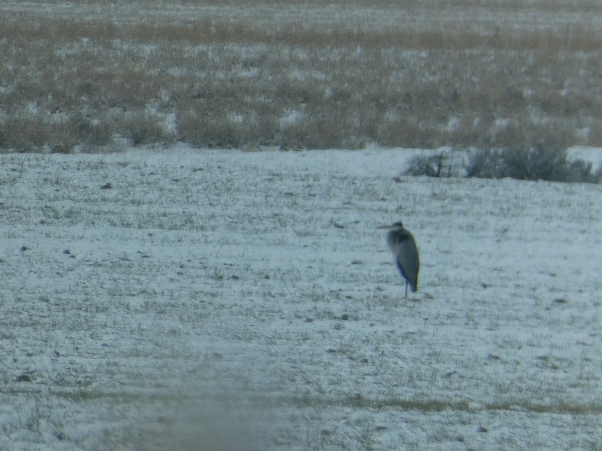 volavka velká [skupina herodias] - ML646779669