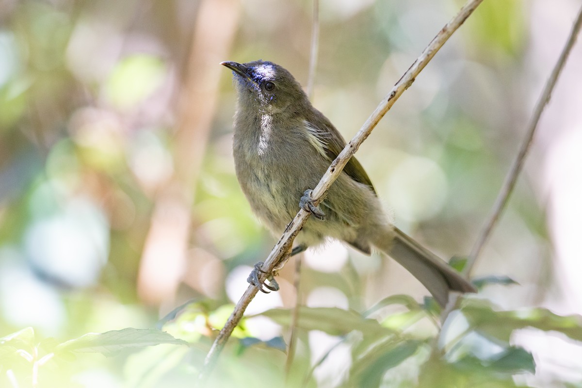 Yeşil-Mor Balkuşu - ML646779670