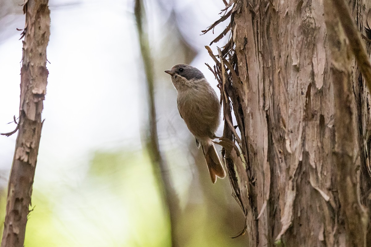 Pipip Mohuası - ML646779682