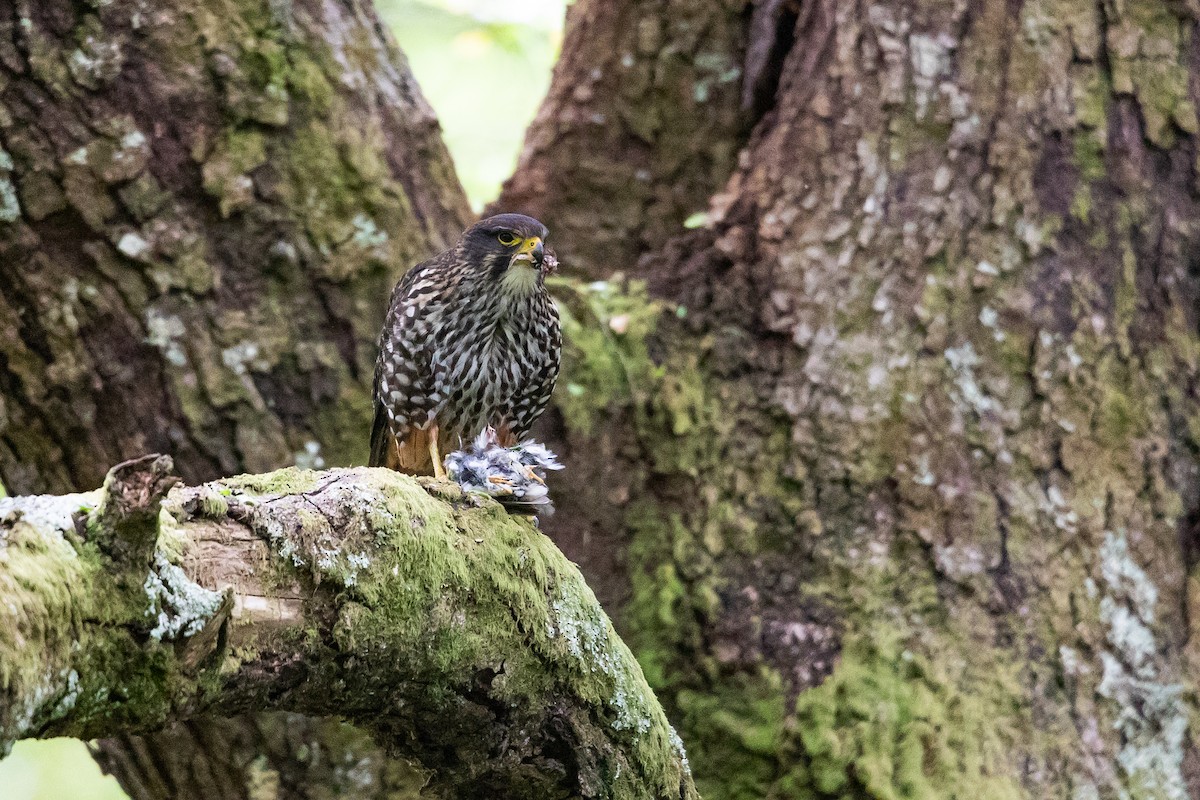 Yeni Zelanda Doğanı - ML646779683
