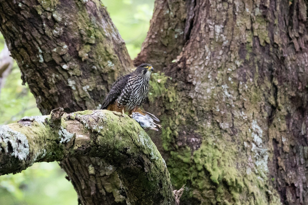 Yeni Zelanda Doğanı - ML646779684