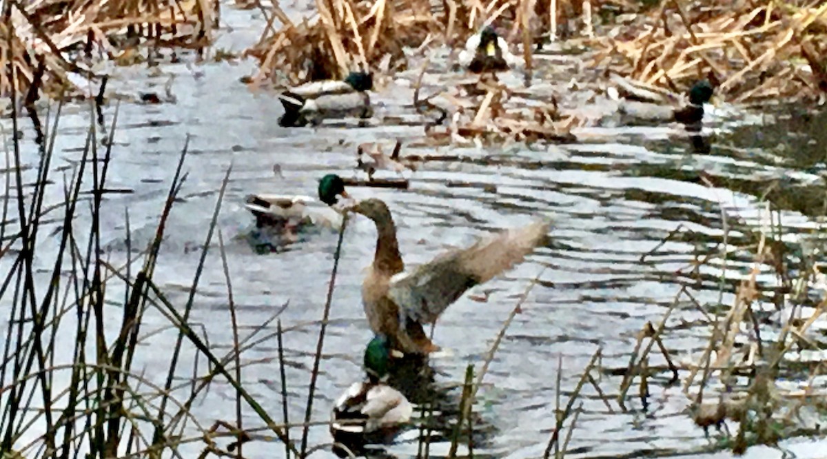 Mallard - ML646779685