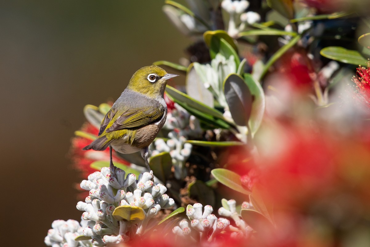 Gri Sırtlı Gözlükçü - ML646779686