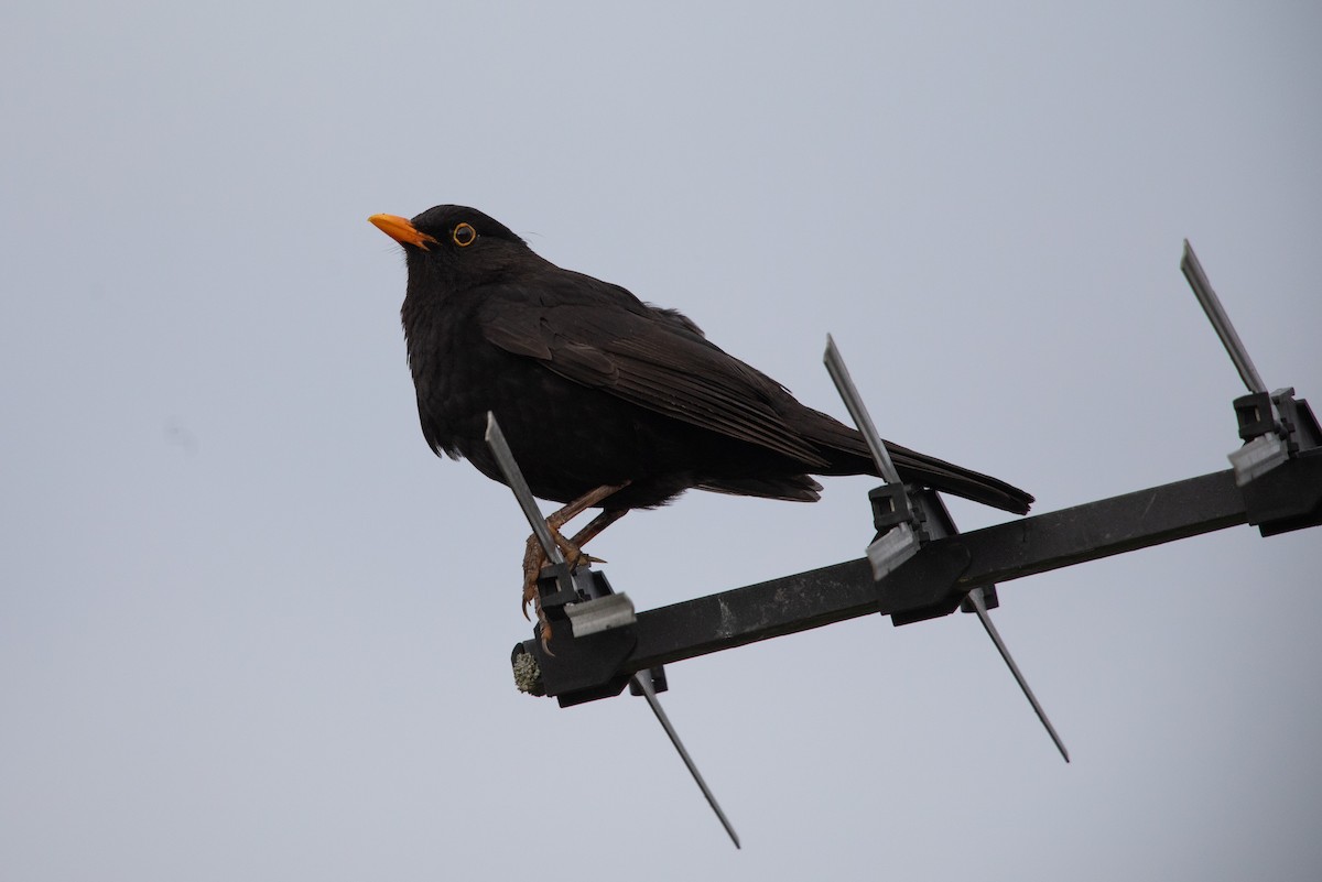 Karatavuk - ML646779687