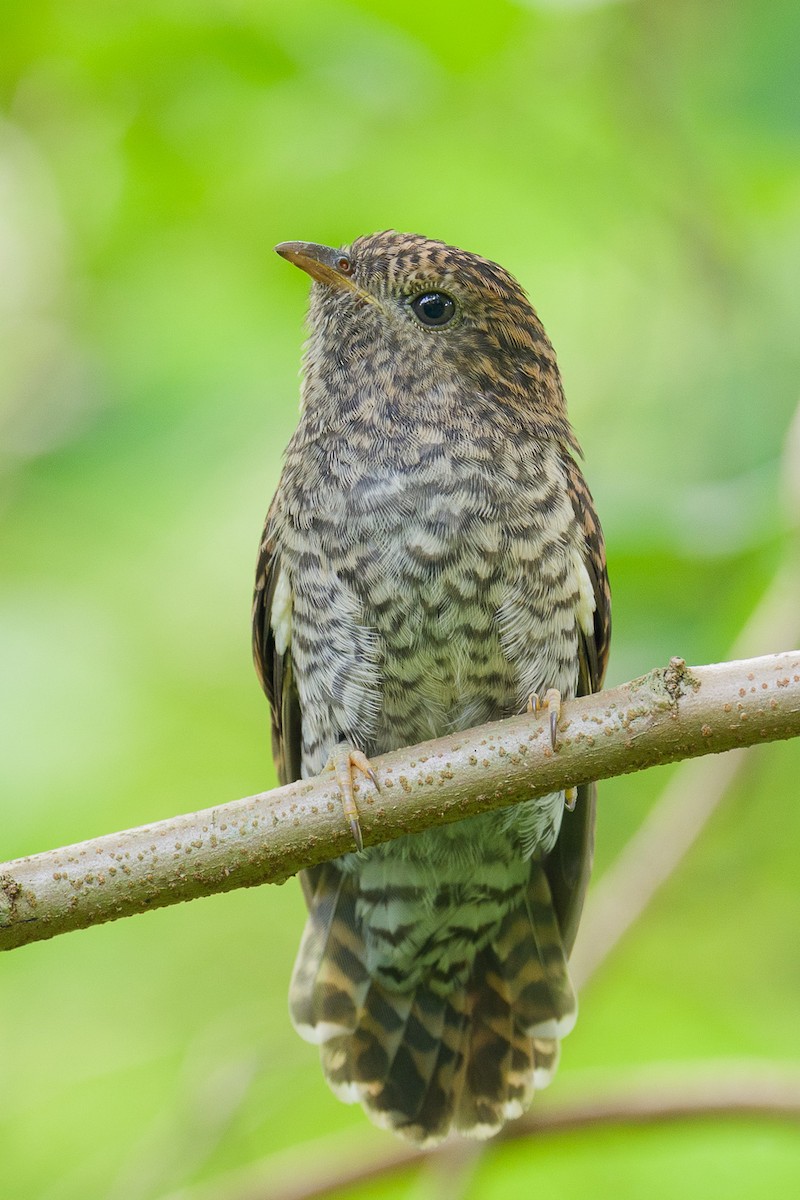 sørgegjøk - ML646779688