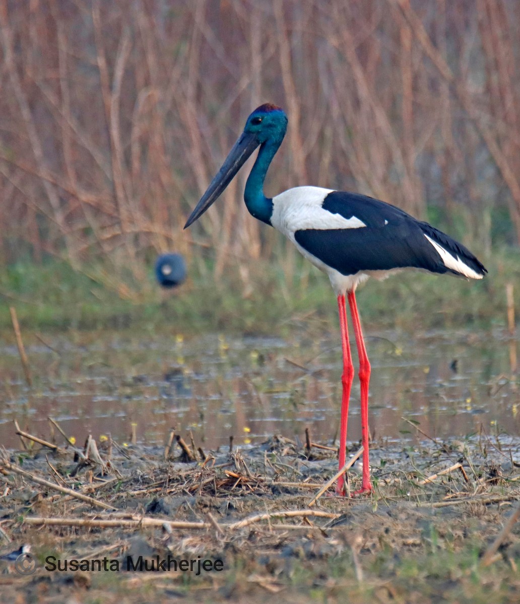 Black-necked Stork - ML646779689