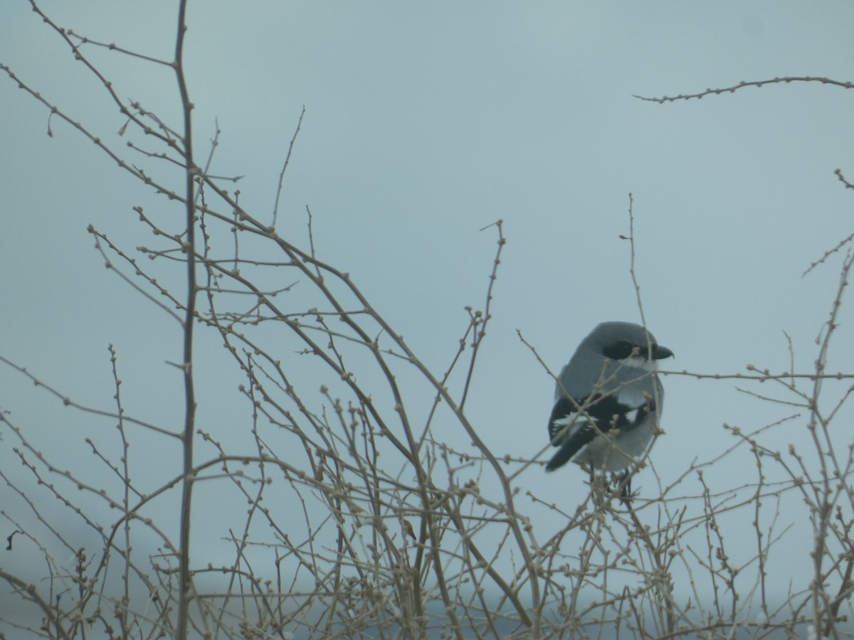 ťuhýk americký - ML646779690