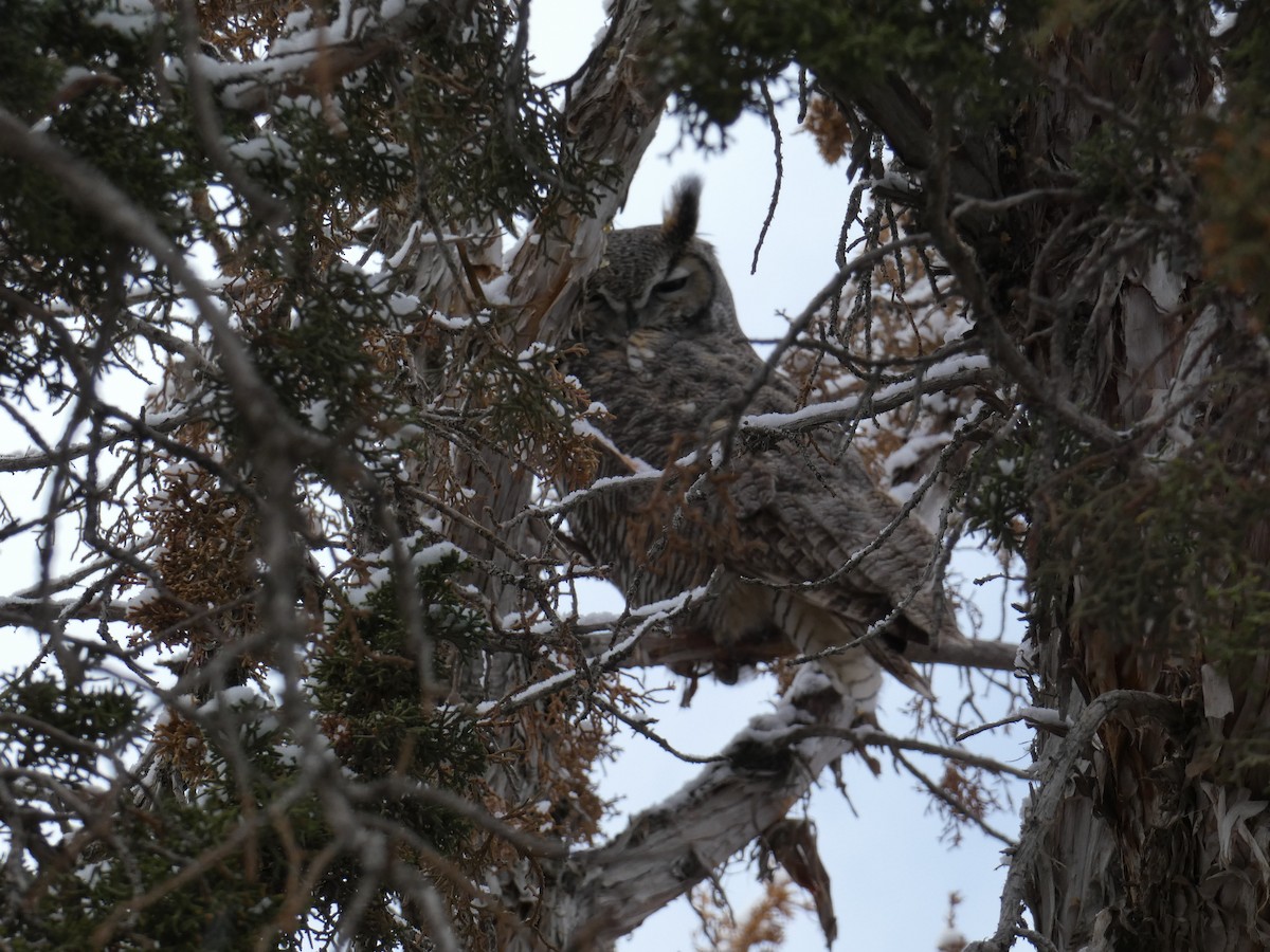 výr virginský - ML646779693