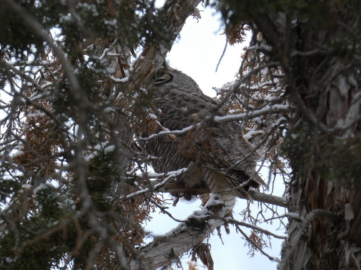 výr virginský - ML646779694