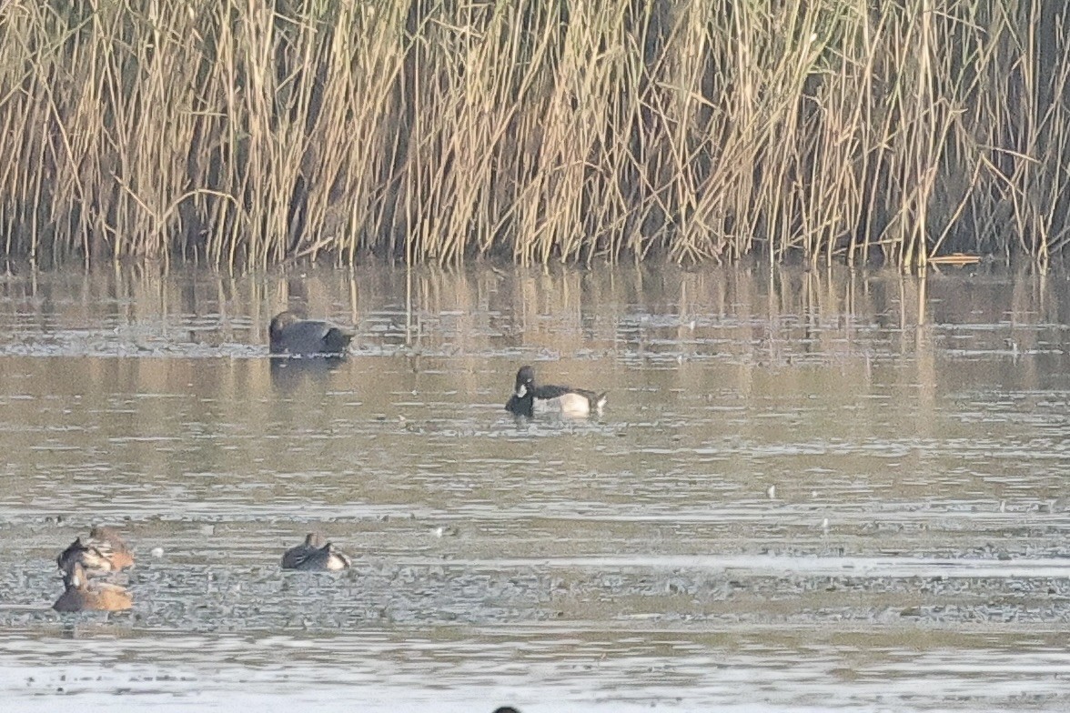 Murgilari mottoduna - ML646779696