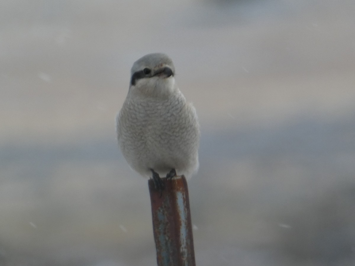 Northern Shrike - ML646779705