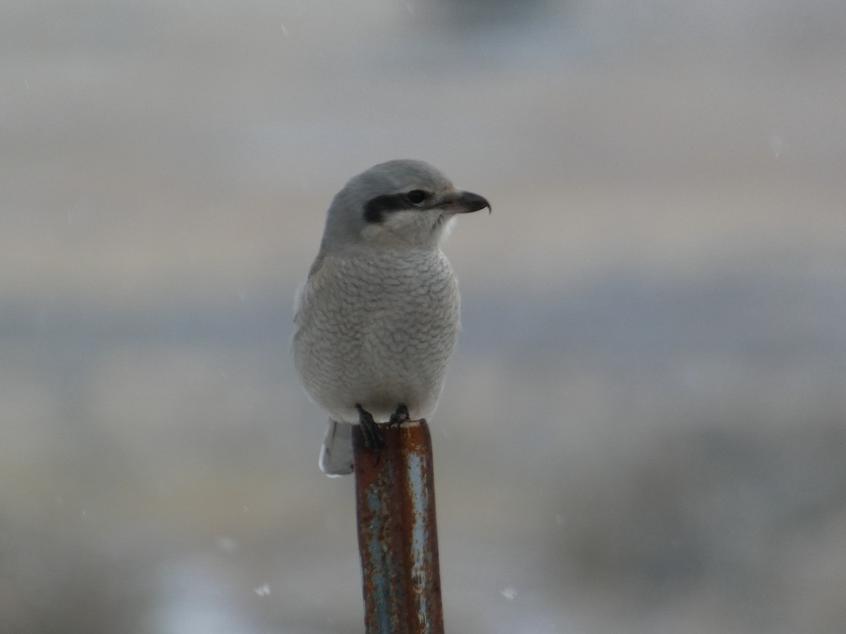 Northern Shrike - ML646779706