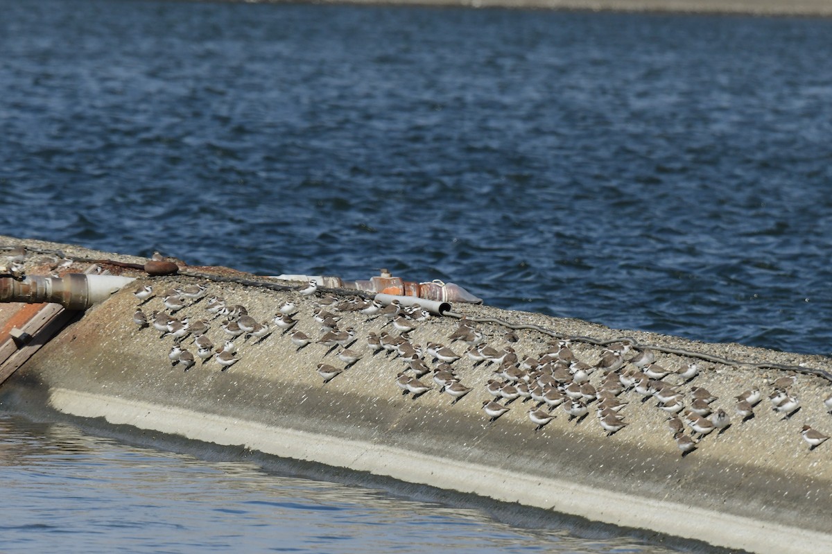 東方環頸鴴 - ML646779707