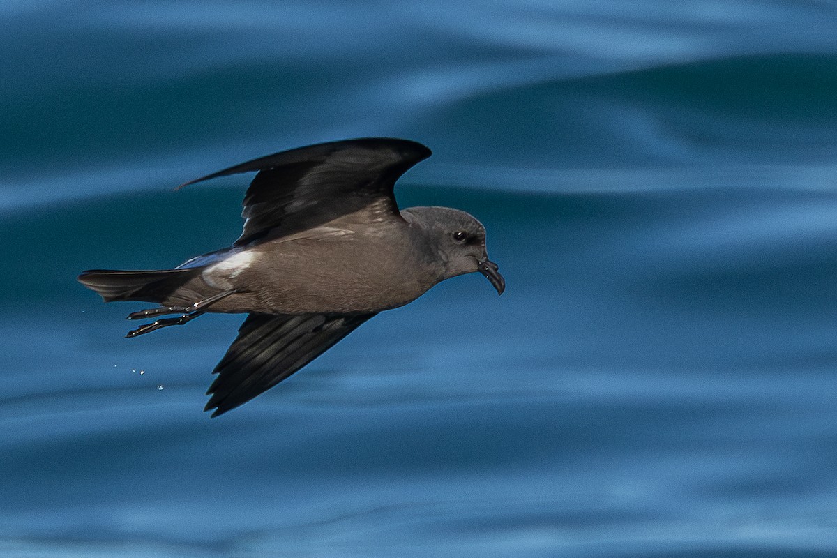 Paíño Boreal - ML646779708