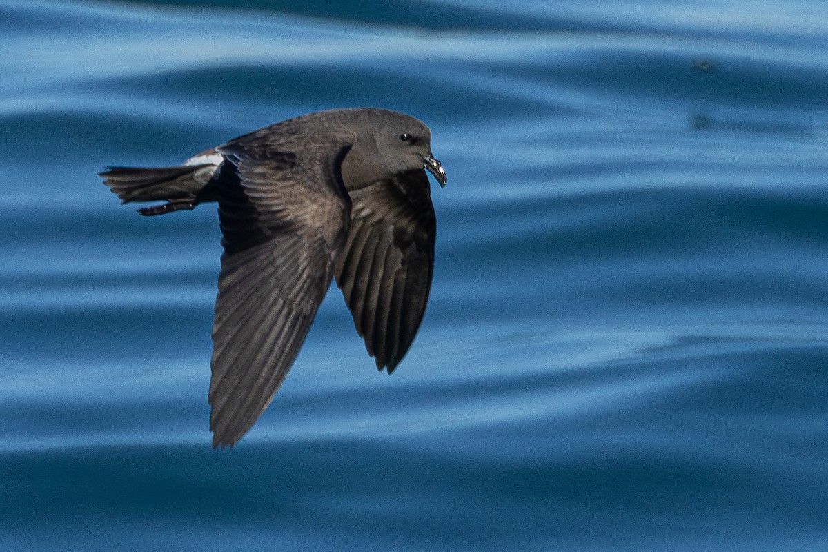 白腰叉尾海燕 - ML646779709