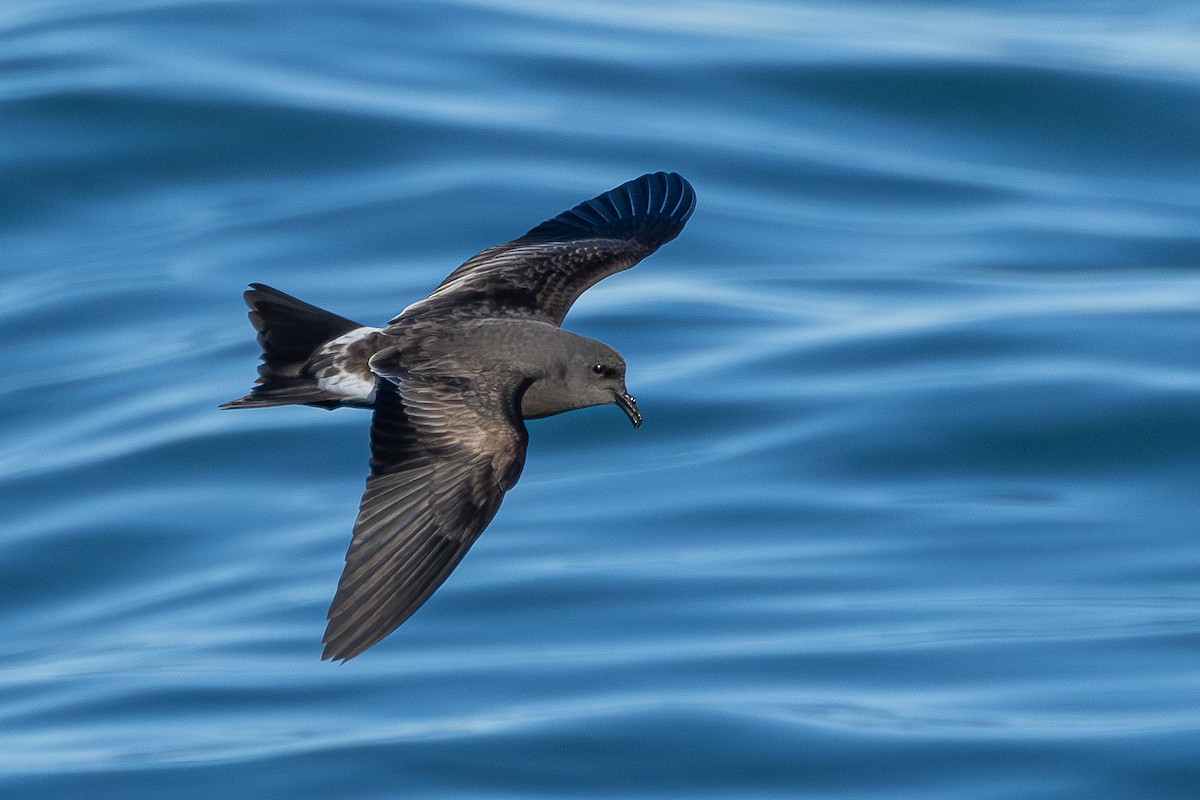 Paíño Boreal - ML646779710