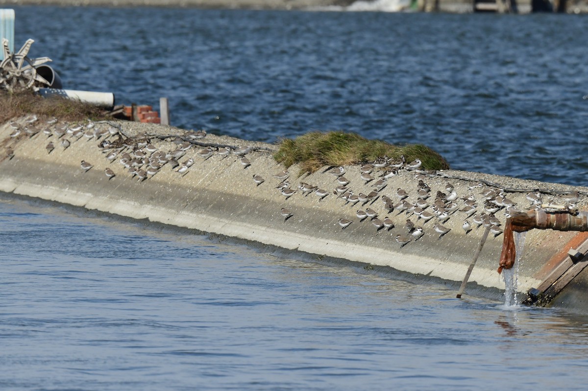 東方環頸鴴 - ML646779711