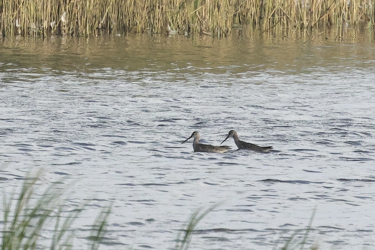 鶴鷸 - ML646779712