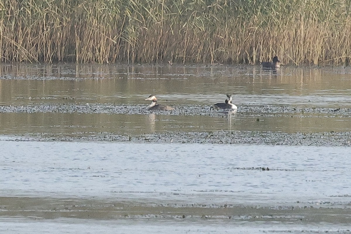 冠鸊鷉 - ML646779713