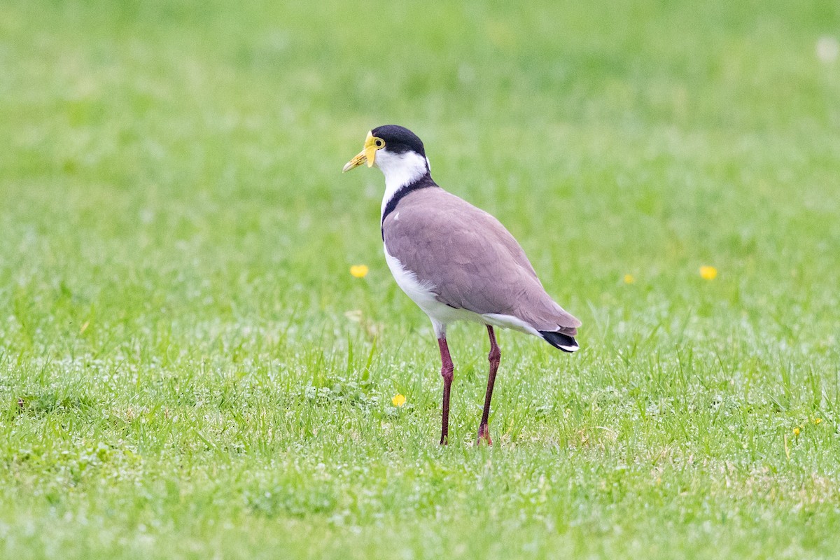 Masked Lapwing - ML646779714