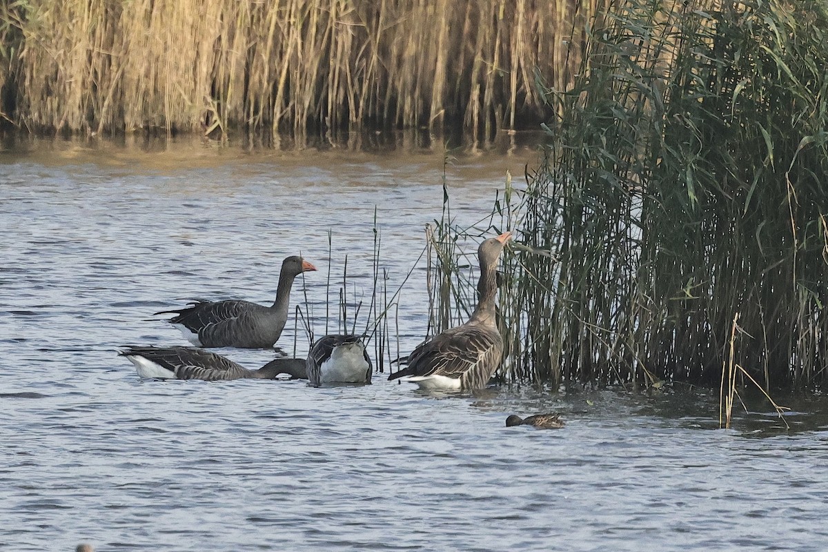 灰雁 - ML646779715